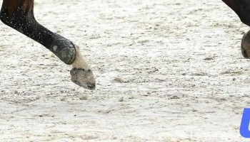 Sable de fontainebleau/ Equiconcept/Concept tp - Lhommaizé