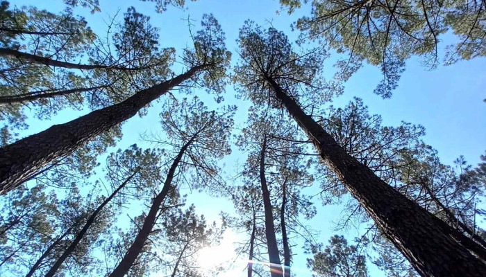 Forêts Bois Aquitaine - France